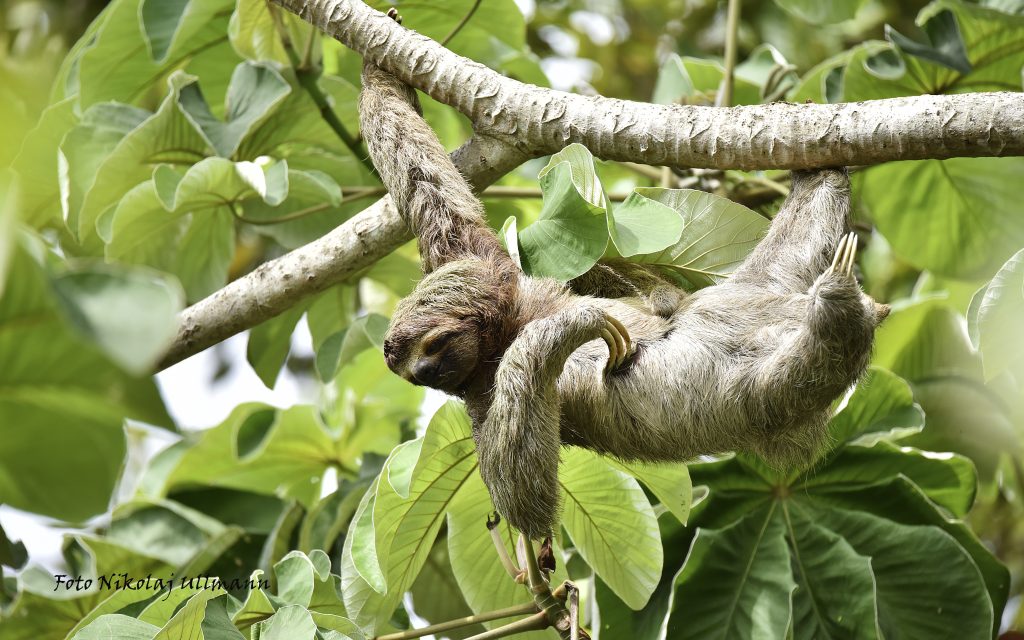 Wildlife Sloth Costa Rica